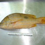 bar-snapper-from-somalia