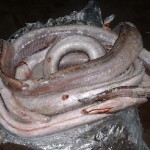 Conger EEL