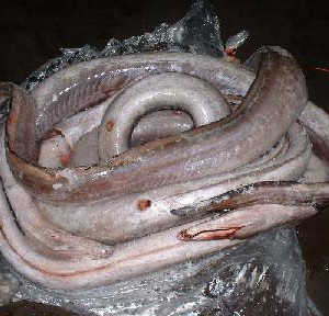 Conger EEL