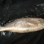 Croaker