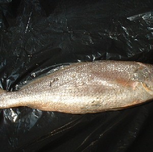 Croaker