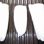Cuttle Fish Fillet A