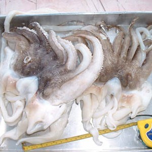 Cuttlefish Head