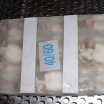 cuttle-fish-whole-clean-pax1