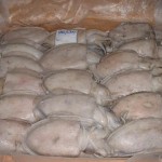 Cuttlefish Whole Round in Box