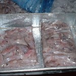 Land Frozen Loligo Squid