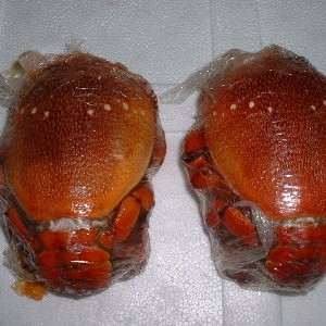 frozen-spanner-crab