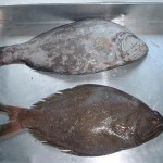 Indian Halibut 1