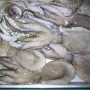 land-frozen-poulp-squid-1