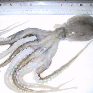 land-frozen-poulp-squid-3