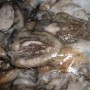 sea-frozen-cuttle-fish-Indonesia-2