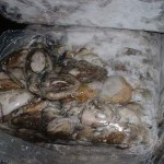 sea-frozen-cuttle-fish-Indonesia-block