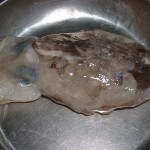 sea-frozen-cuttle-fish-indonesia-1