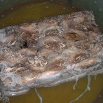 sea-frozen-cuttle-fish-yemen-1