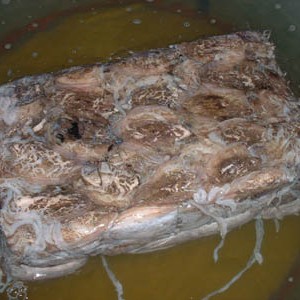 sea-frozen-cuttle-fish-yemen-1