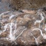 sea-frozen-cuttle-fish-yemen-2
