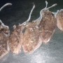 sea-frozen-cuttle-fish-yemen-3