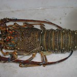 Sea Frozen Lobster