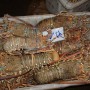 sea-frozen-lobster-2