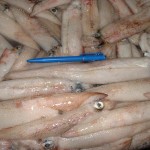 sea-frozen-loligo-indonesia
