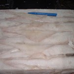 Sea Frozen Loligo Squid