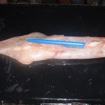 sea-frozen-loligo-squid