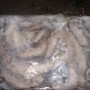 sea-frozen-octopus-2