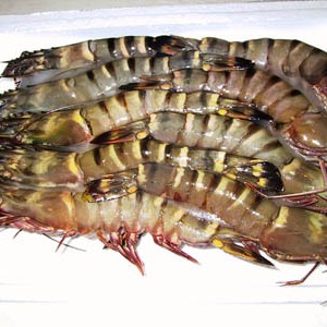 Sea Tiger Shrimp