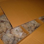 slipper-lobster-packed-box