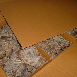 slipper-lobster-packed-box