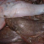 Sole fish fine scale