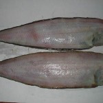 solefishland-stomach