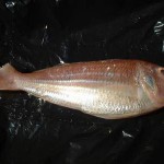 Threadfin beam