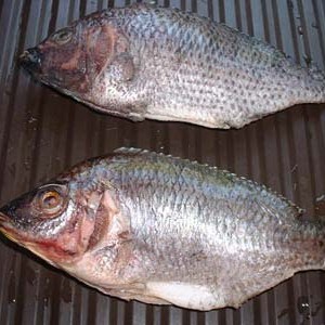 tilapia